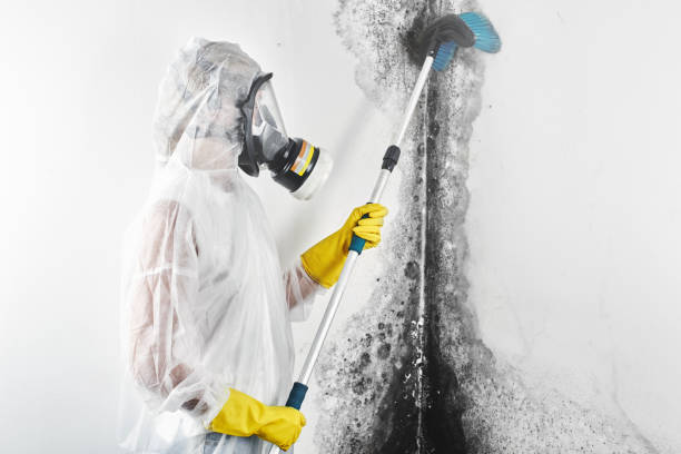 Best Water Damage & Mold Remediation  in Hutchinson, MN