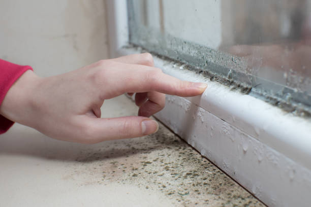 Best Mold Prevention Services  in Hutchinson, MN
