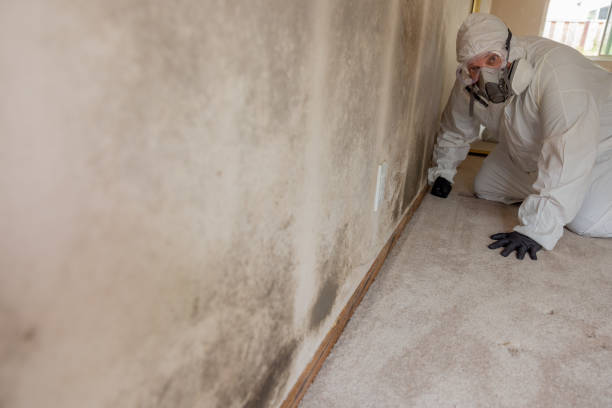 Asbestos and Lead Testing During Mold Inspection in Hutchinson, MN